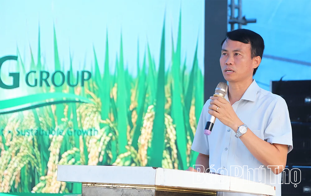 Trình diễn sản xuất giống lúa thuần LP5 vụ mùa 2026