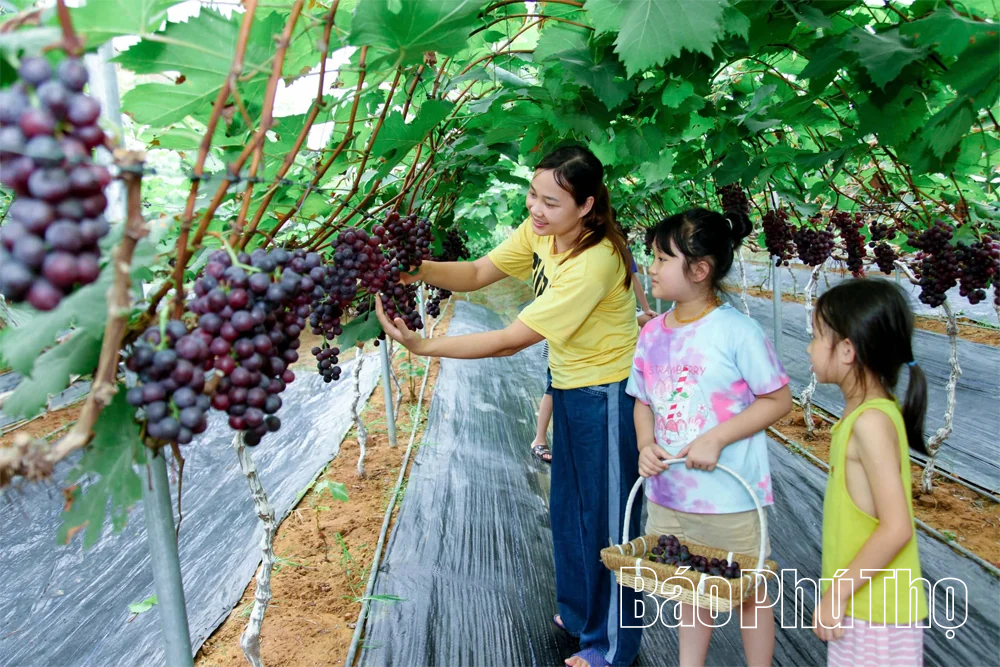 Nông nghiệp tuần hoàn - lực đẩy phát triển bền vững