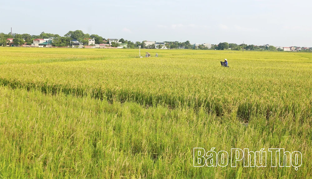 Đất quê in dấu chân Người