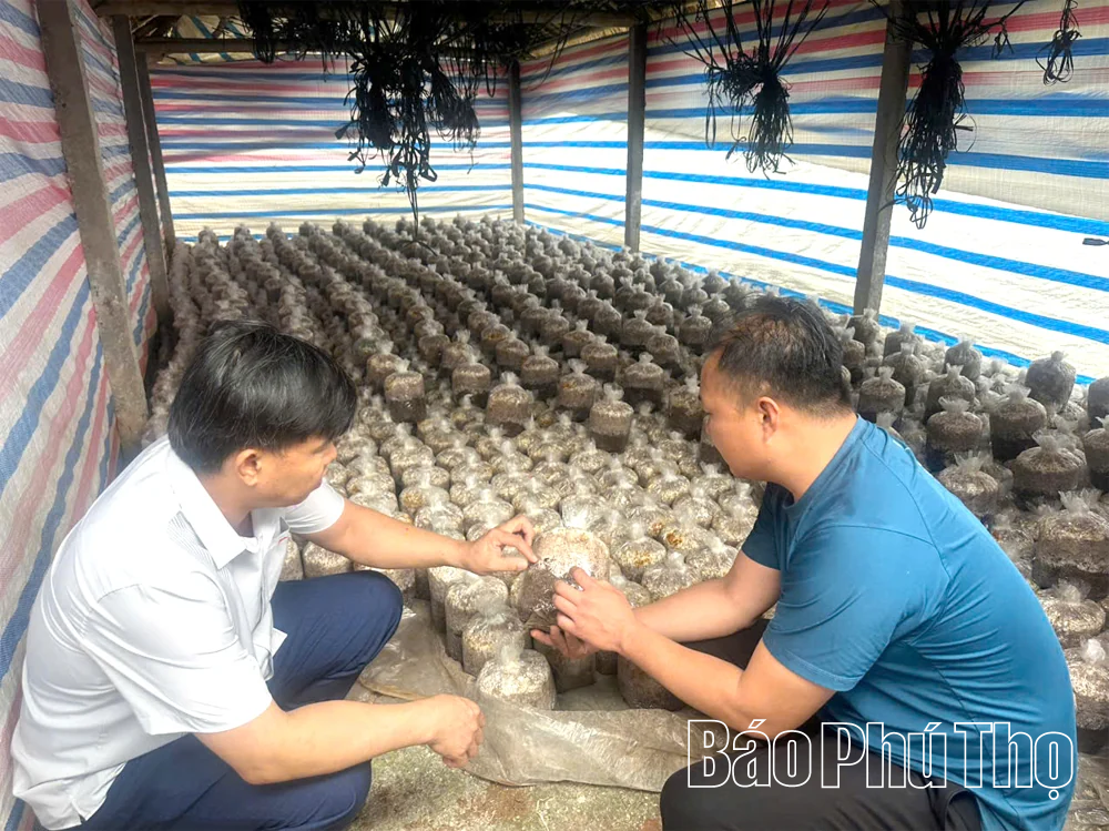 Giảm nghèo từ sinh kế, tạo nền tảng bền vững