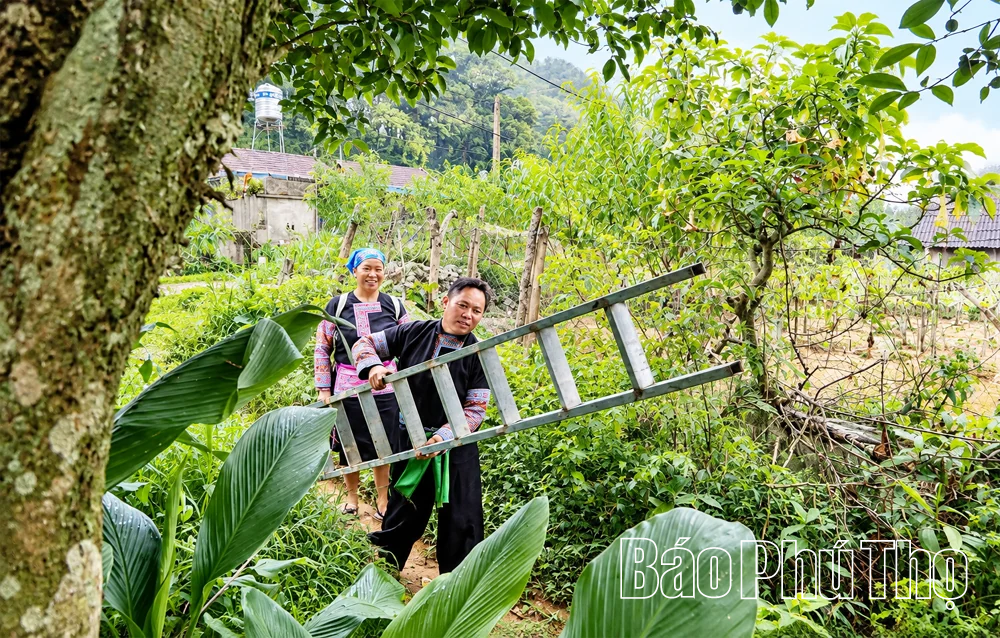 Giữ vùng chè cổ, mở sinh kế mới