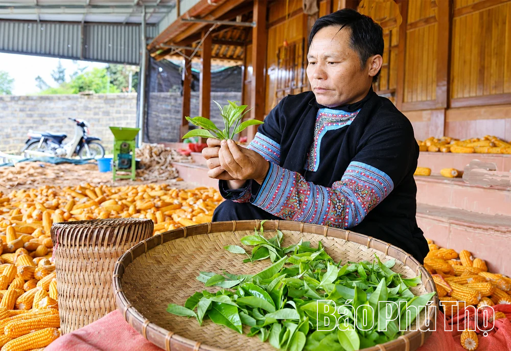 Giữ vùng chè cổ, mở sinh kế mới