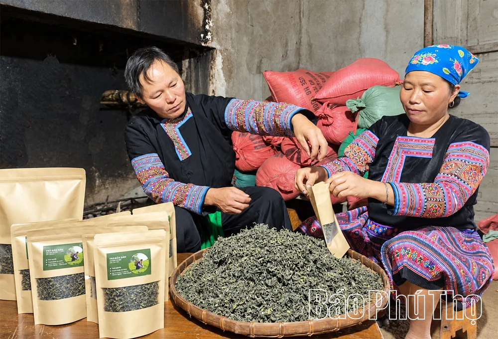 Giữ vùng chè cổ, mở sinh kế mới
