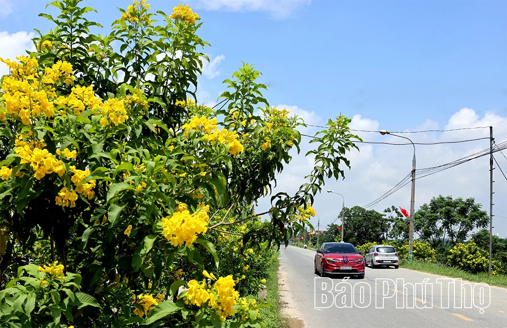 Rực rỡ sắc hoa Thu