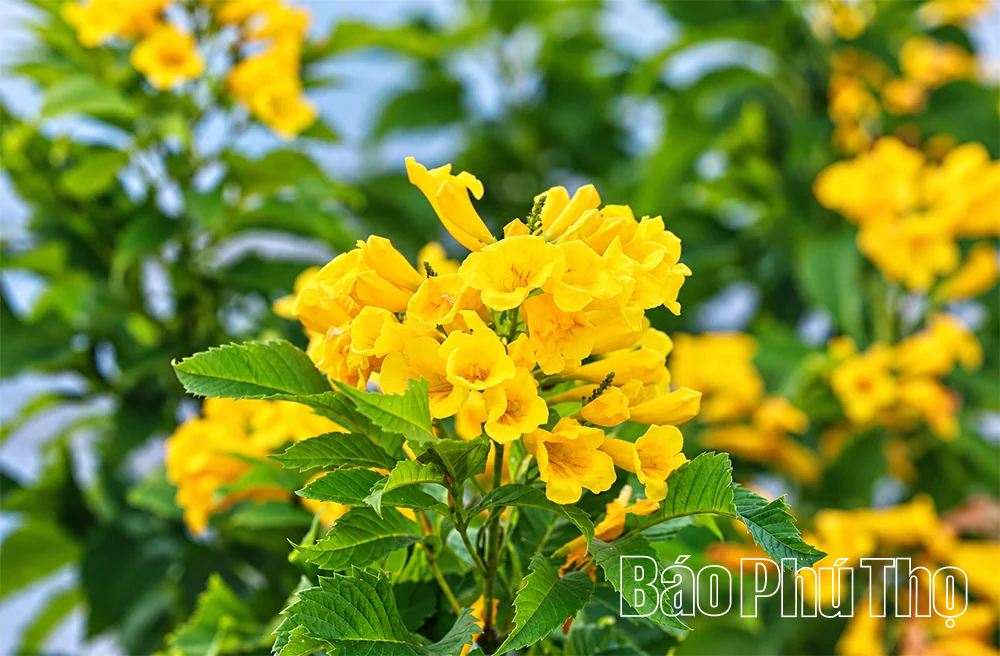 Rực rỡ sắc hoa Thu