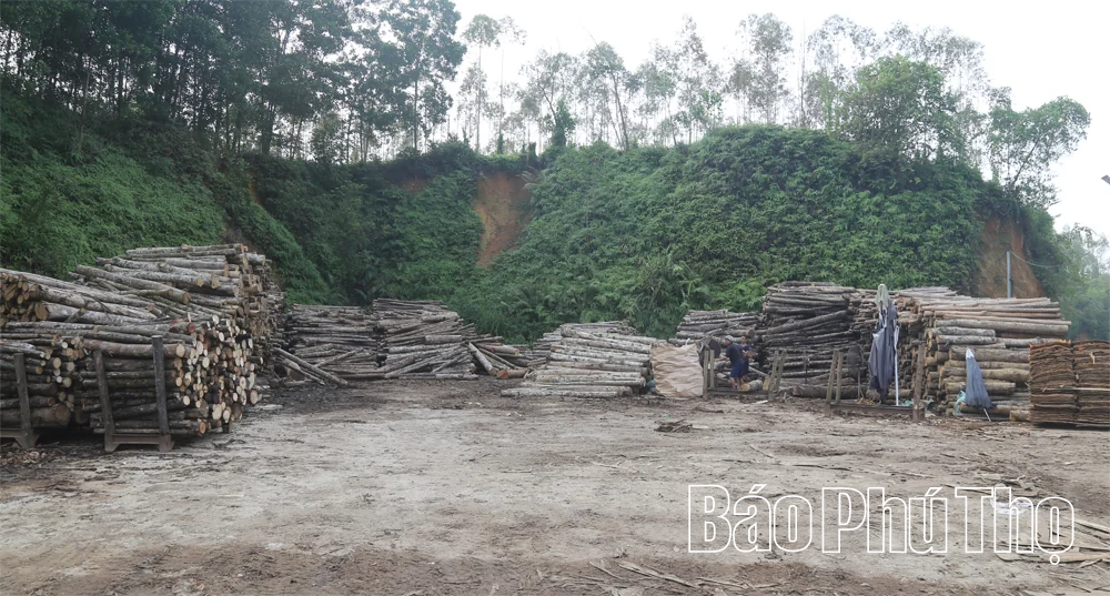 Phát triển nghề chế biến gỗ ở Tây Cốc