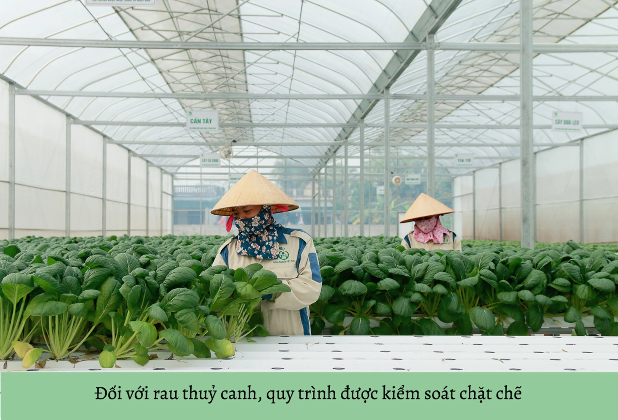 [E-magazine] Ước mơ theo đuổi Nông nghiệp tử tế của CEO xứ Thanh