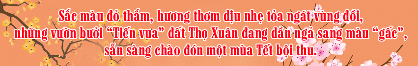 [E-Magazine] - Bưởi Tiến Vua… vào Tết