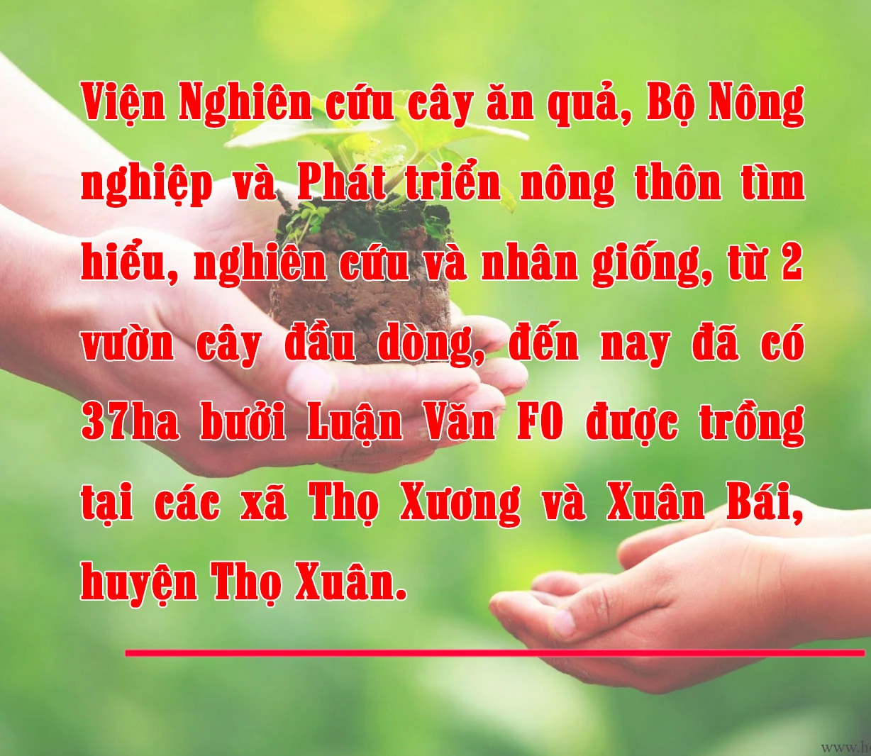 [E-Magazine] - Bưởi Tiến Vua… vào Tết