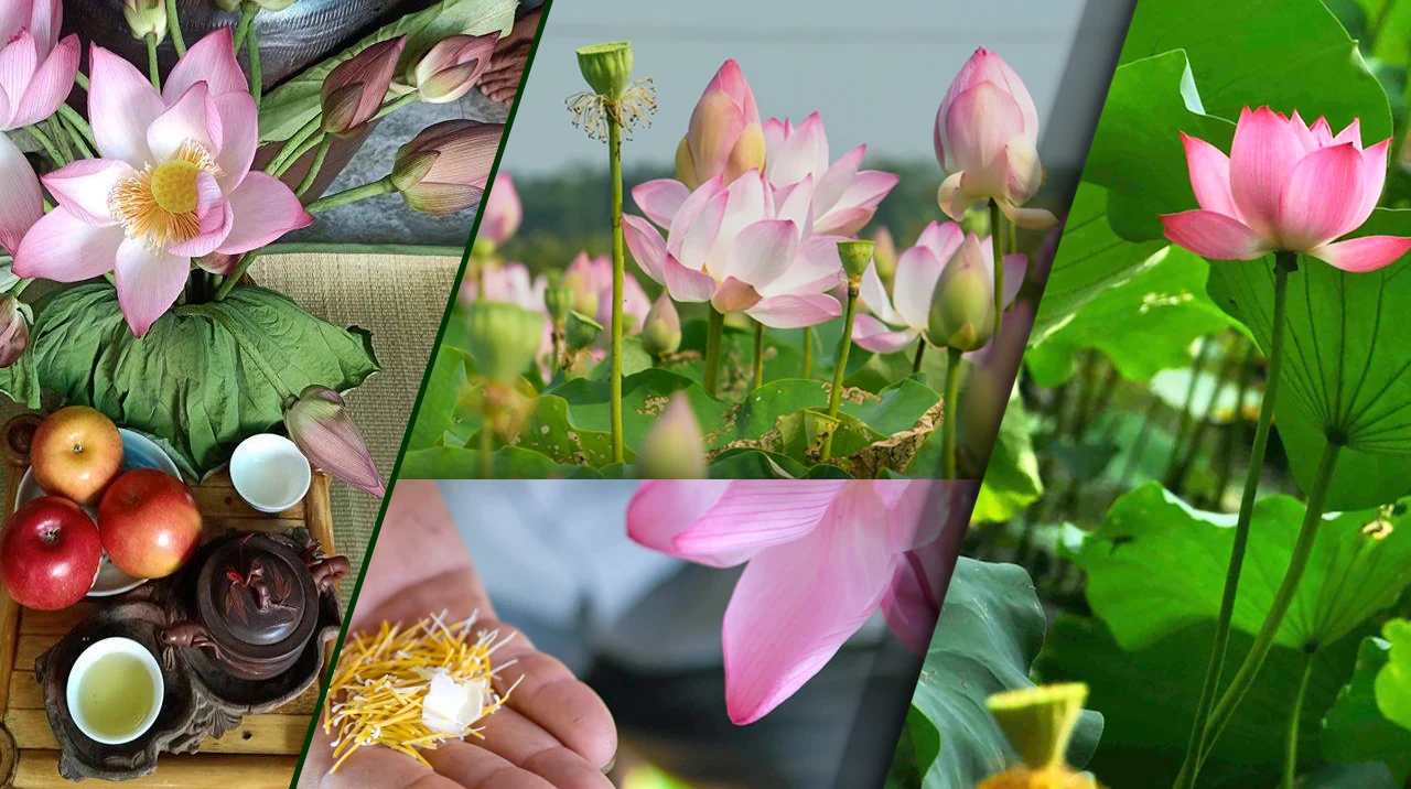 [E-Magazine] - Trà sen