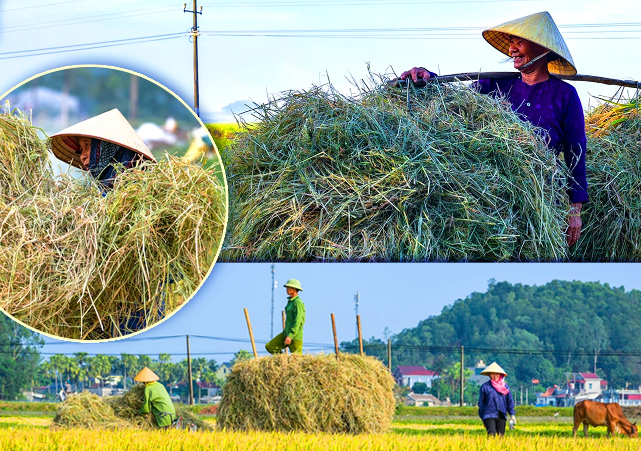 [E-Magazine] - Lúa gặt rồi, còn để lại rơm thơm…