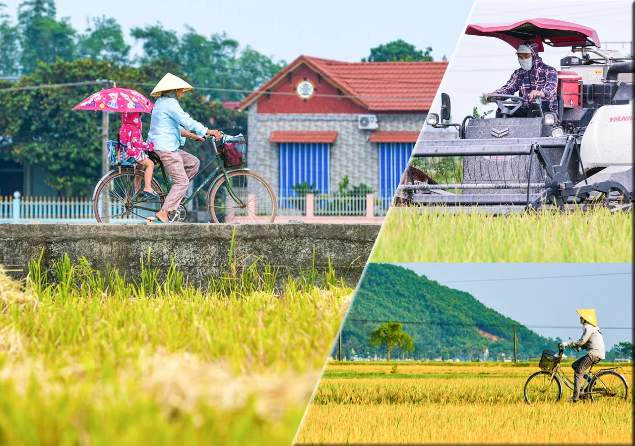 [E-Magazine] - Lúa gặt rồi, còn để lại rơm thơm…