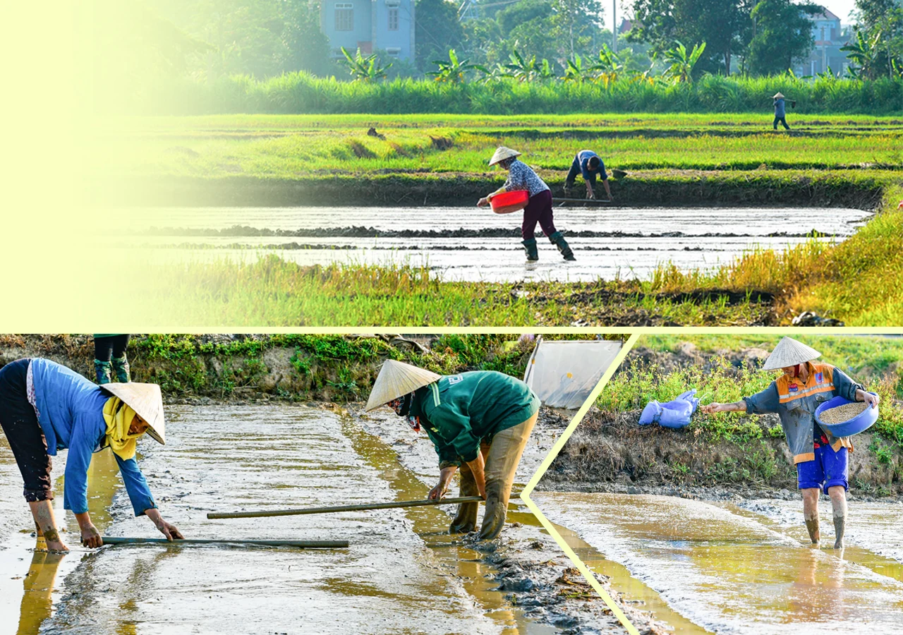 [E-Magazine] - Lúa gặt rồi, còn để lại rơm thơm…