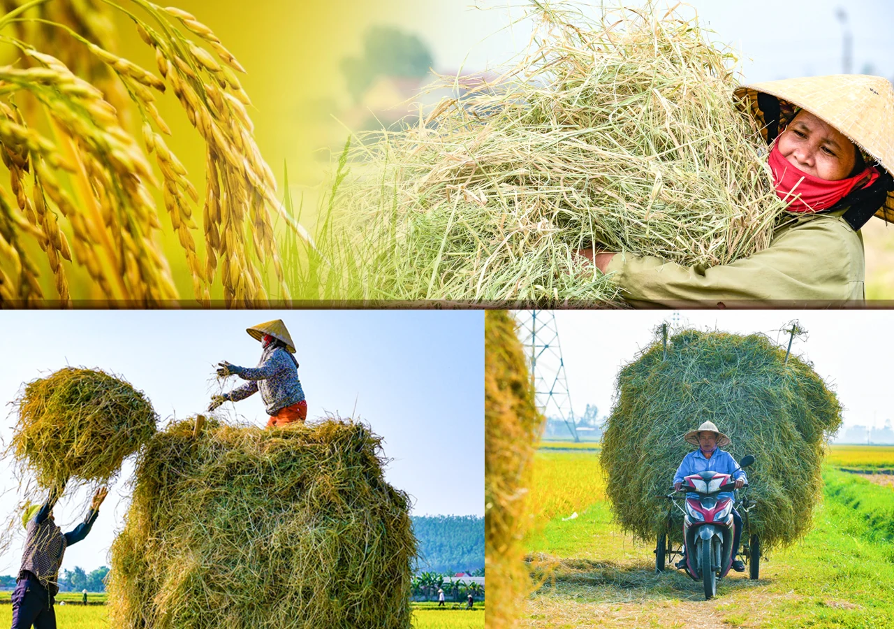 [E-Magazine] - Lúa gặt rồi, còn để lại rơm thơm…