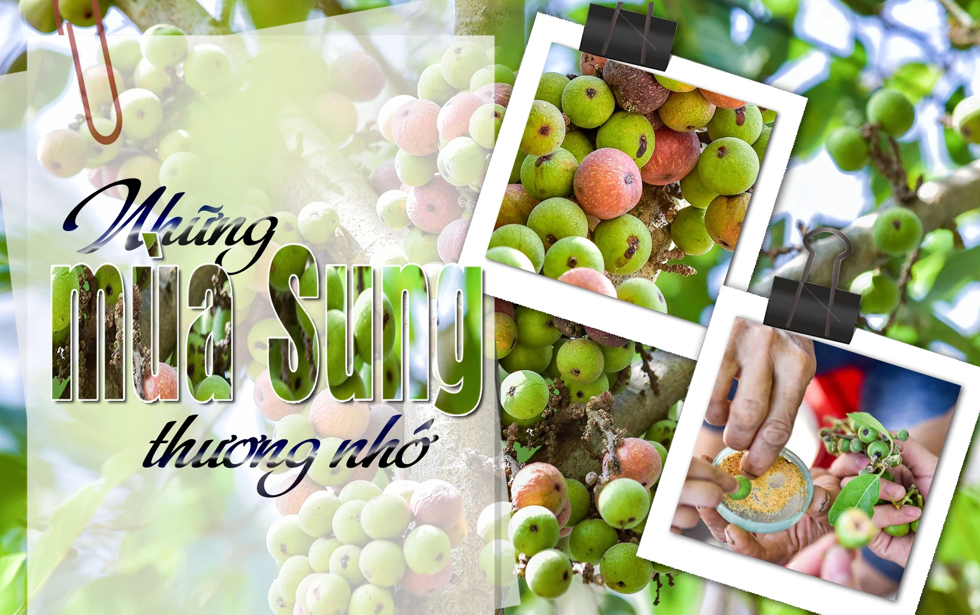 [E-Magazine] - Những mùa sung thương nhớ...