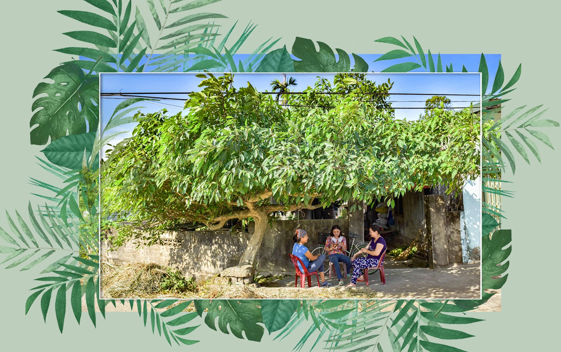 [E-Magazine] - Những mùa sung thương nhớ...