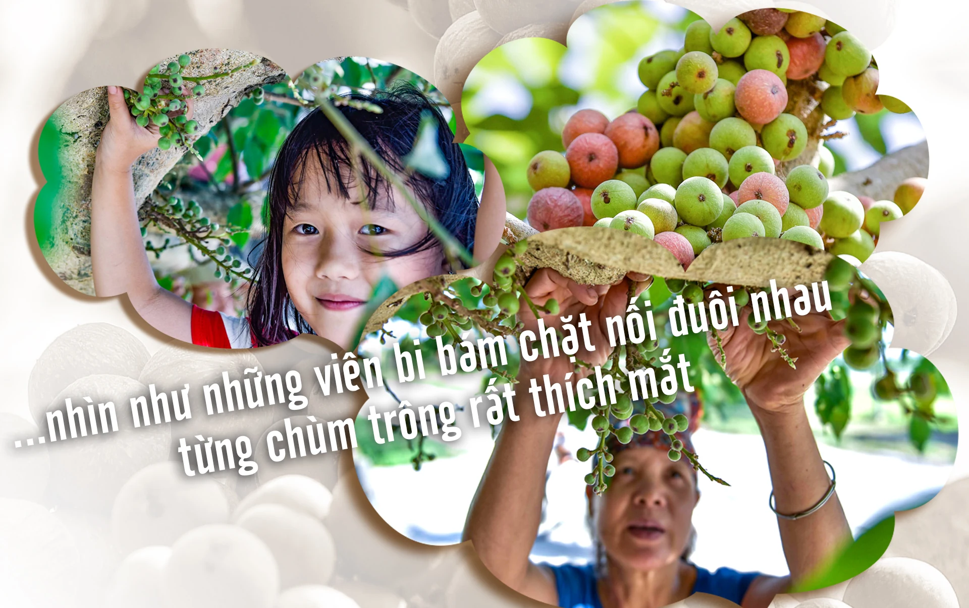 [E-Magazine] - Những mùa sung thương nhớ...