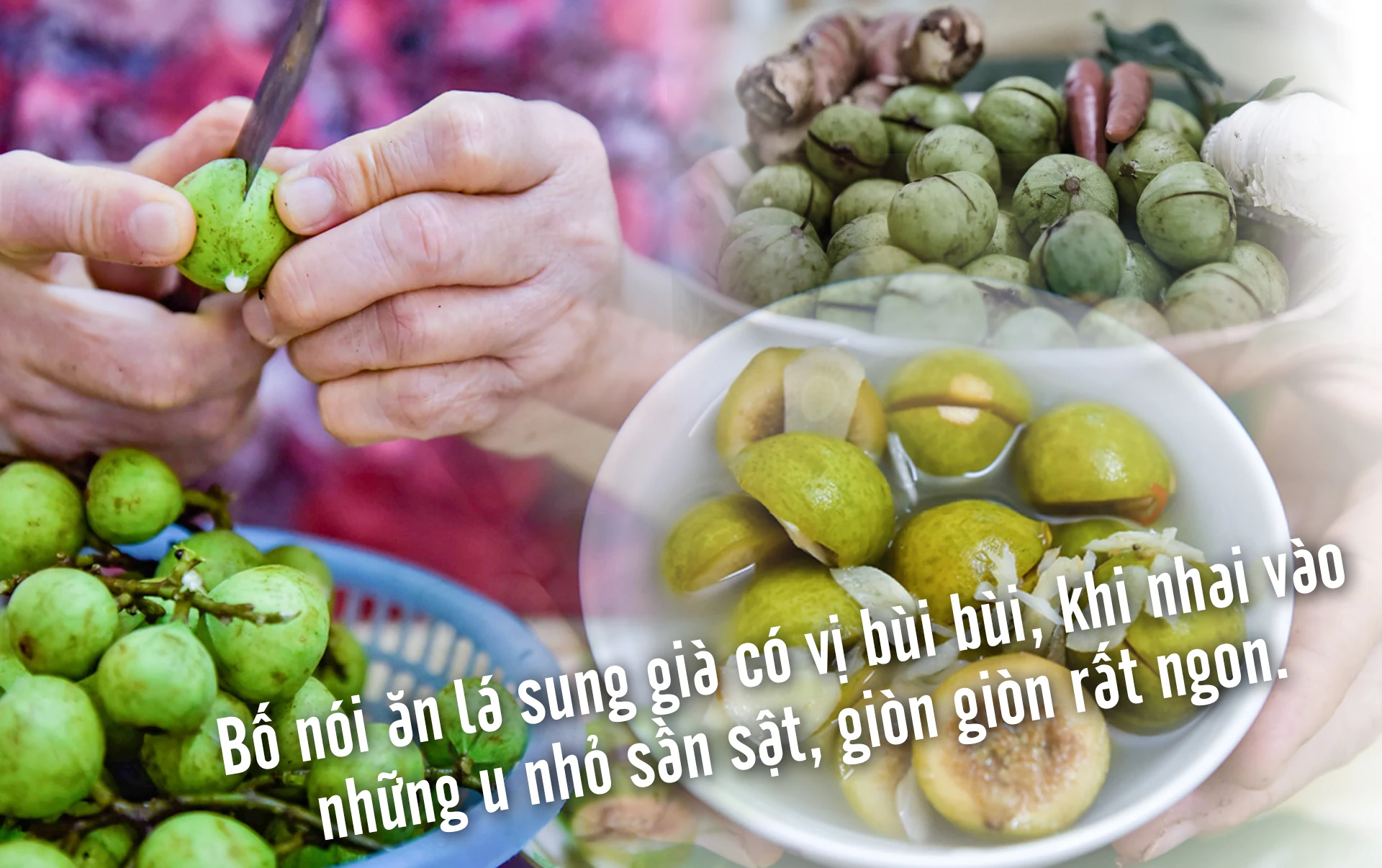[E-Magazine] - Những mùa sung thương nhớ...
