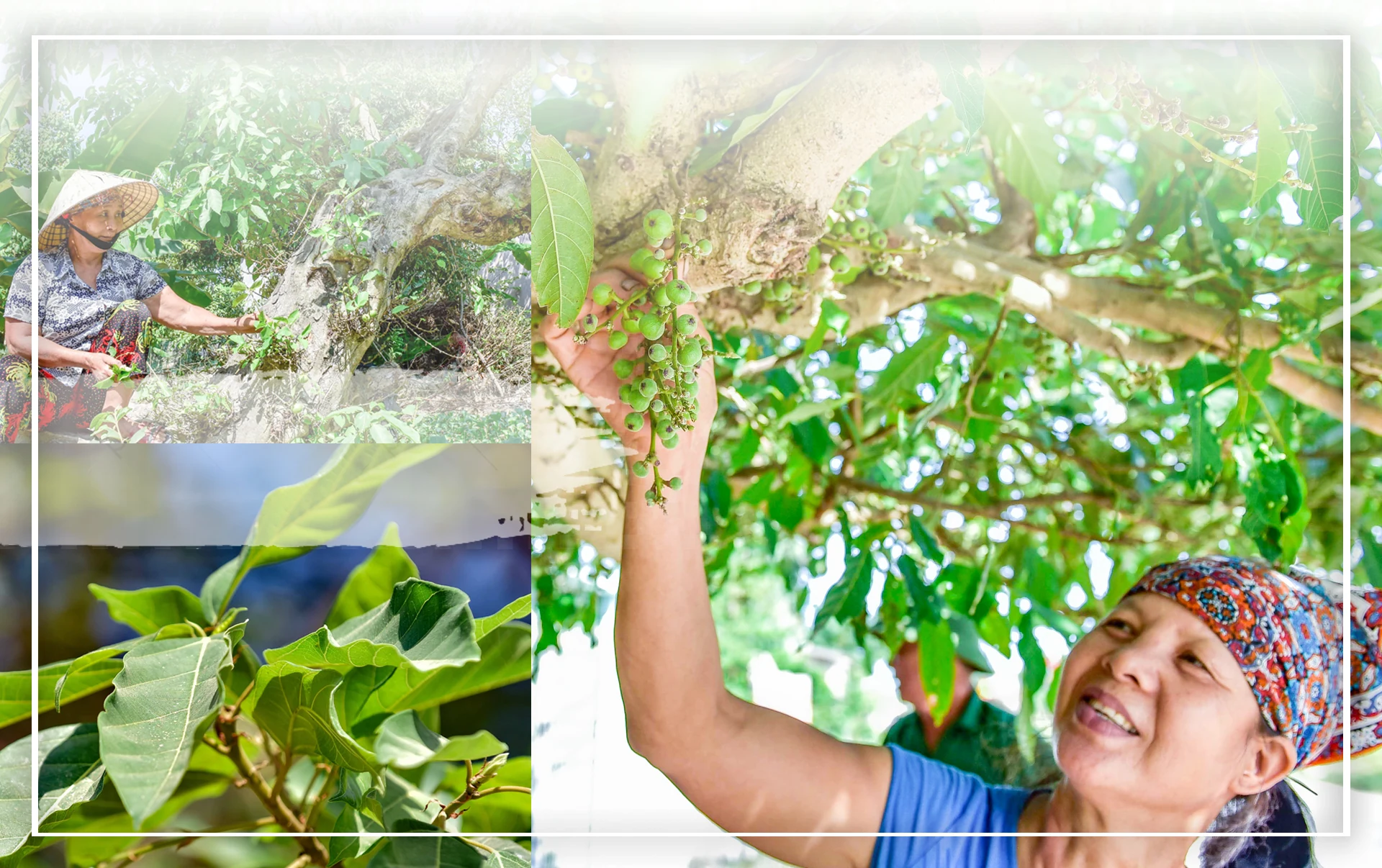 [E-Magazine] - Những mùa sung thương nhớ...