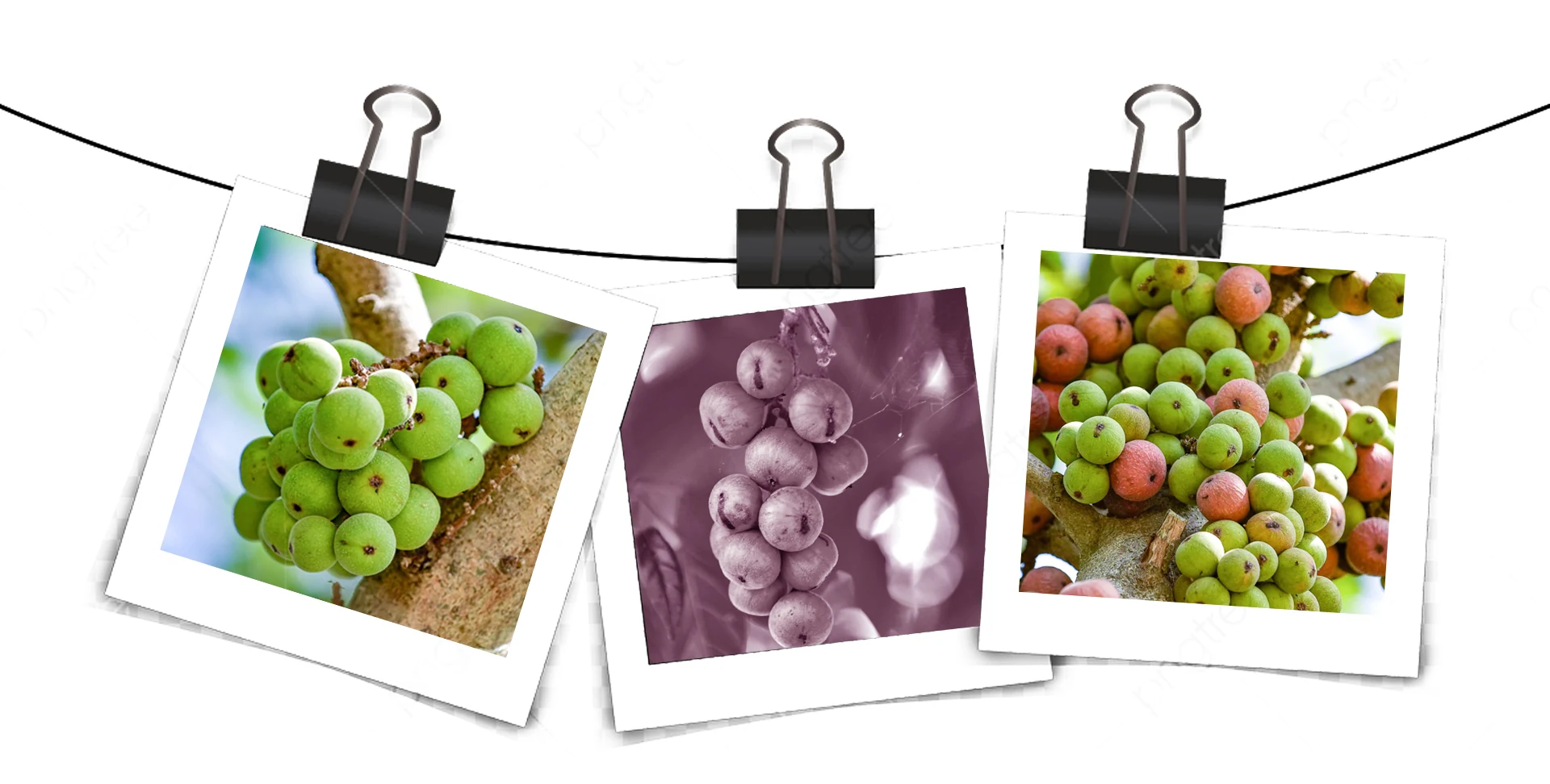 [E-Magazine] - Những mùa sung thương nhớ...