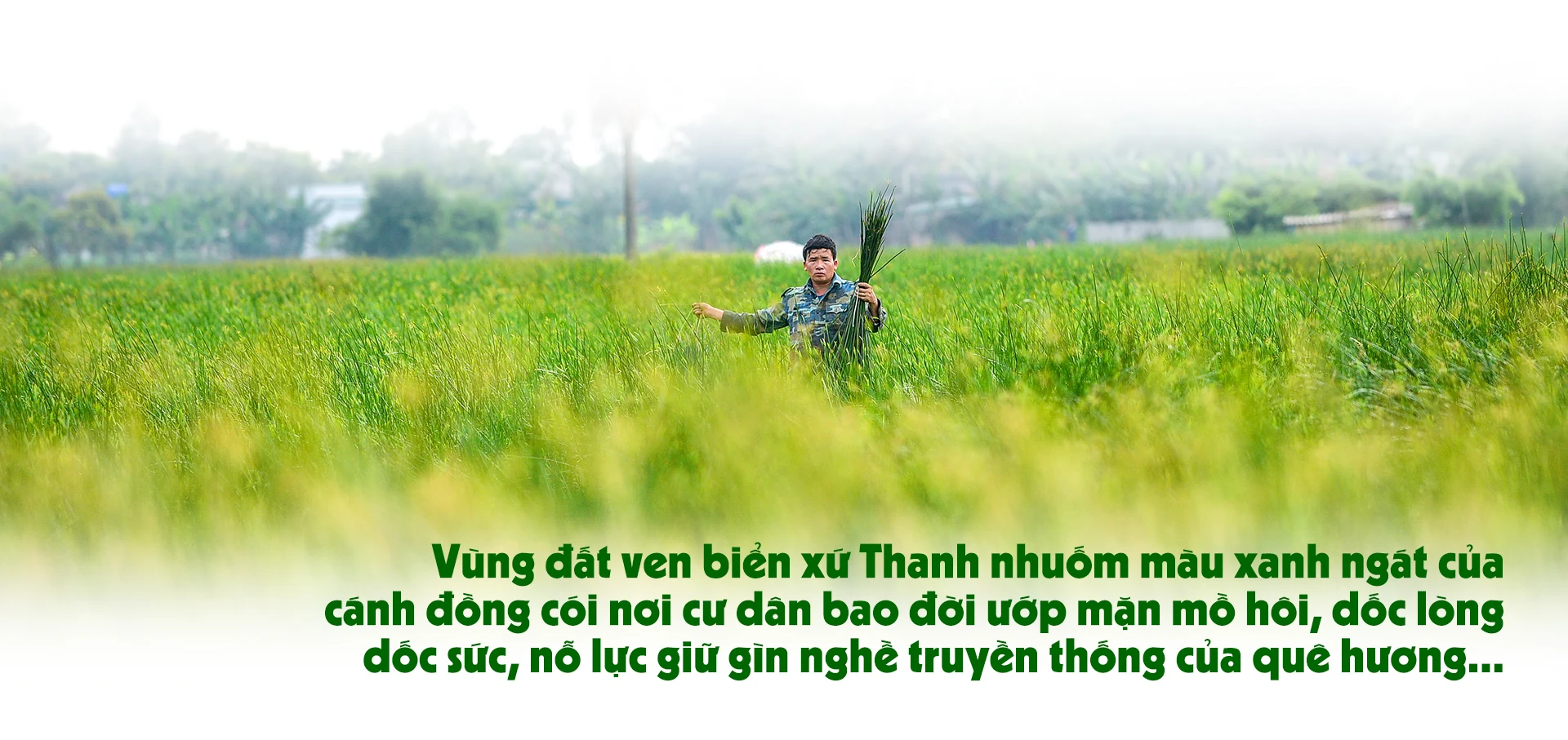 [E-Magazine] - Sắc cói xứ Thanh