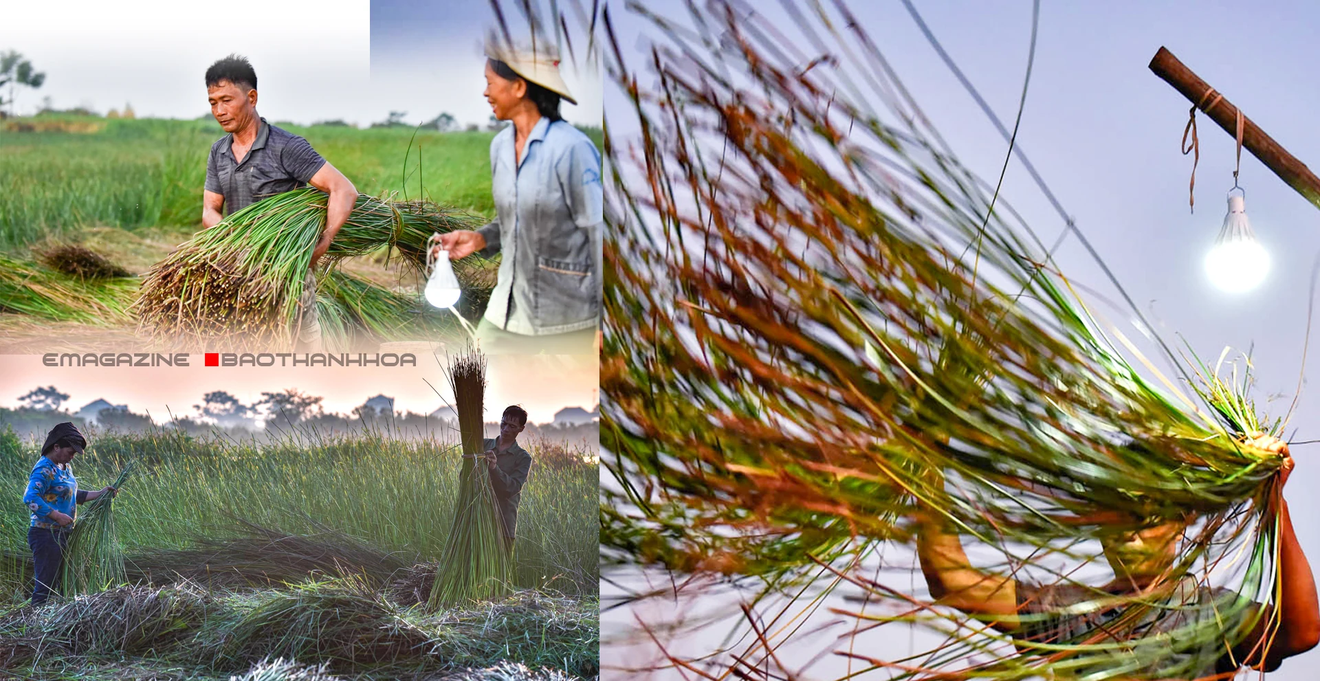 [E-Magazine] - Sắc cói xứ Thanh