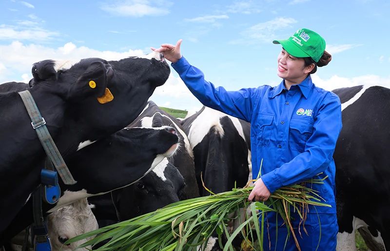 Mộc Châu Milk chính thức lên sàn UPCOM