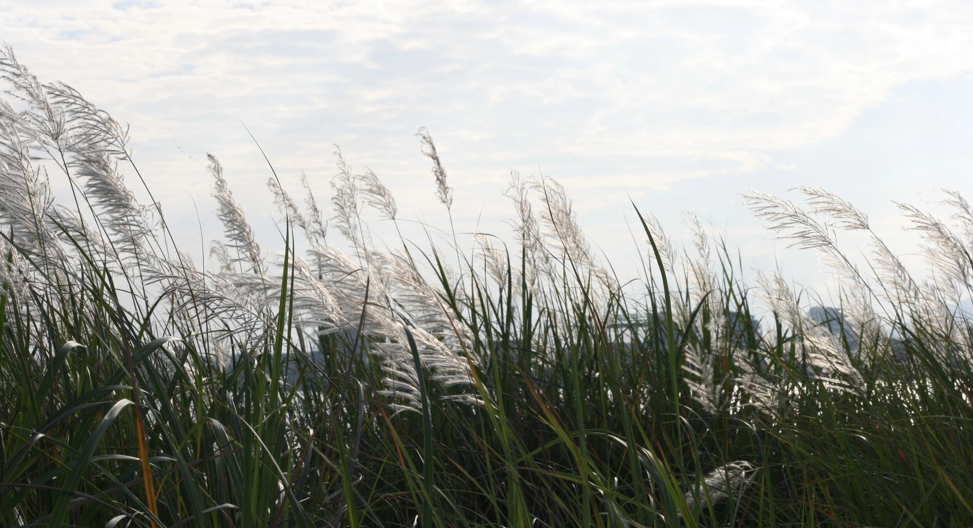 [E-Magazine] - Có một mùa cỏ lau như thế!