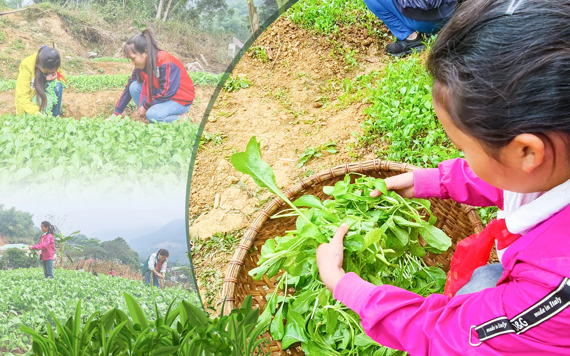 [E-Magazine] - Vườn rau sạch của học sinh vùng cao Xứ Thanh