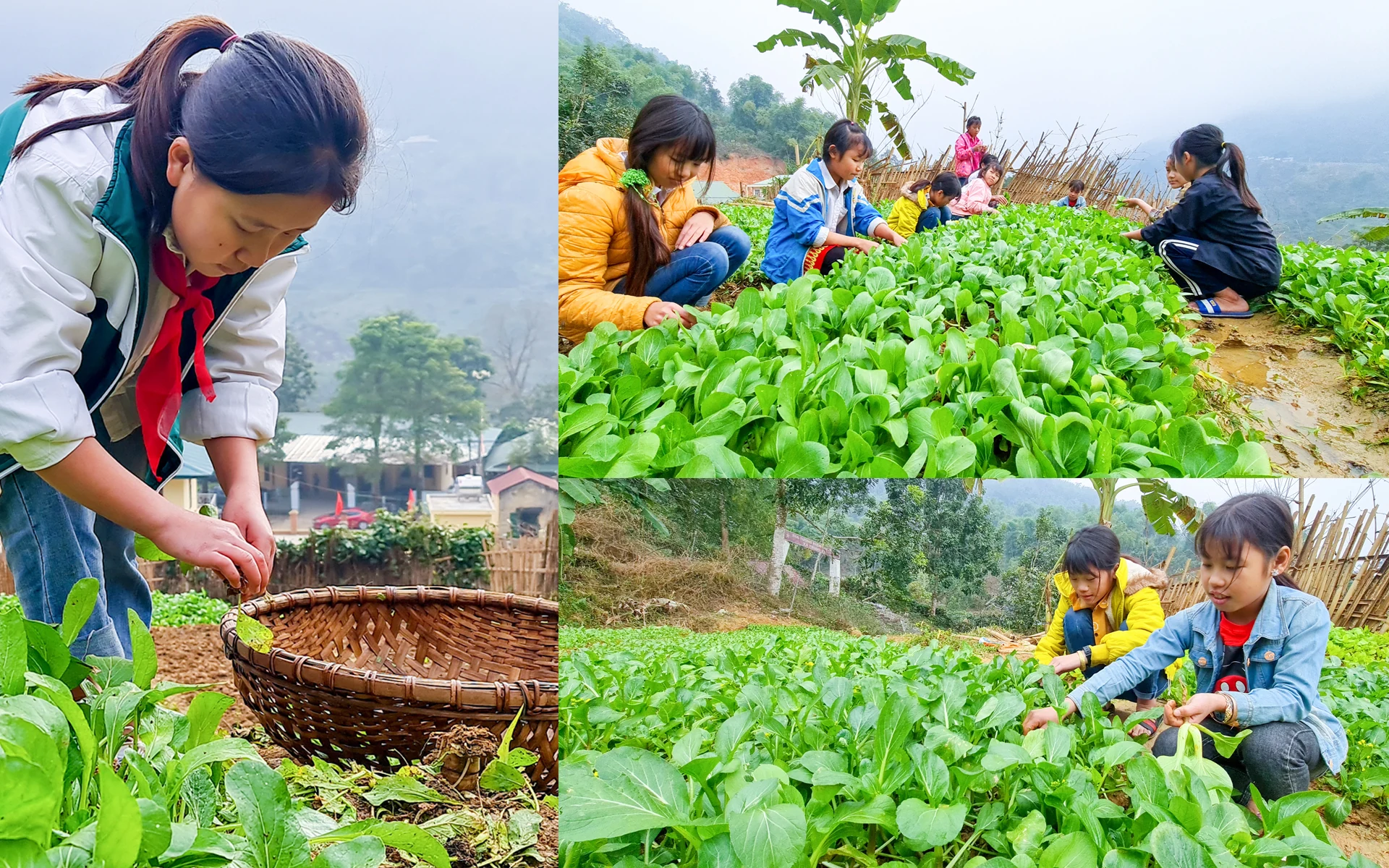 [E-Magazine] - Vườn rau sạch của học sinh vùng cao Xứ Thanh