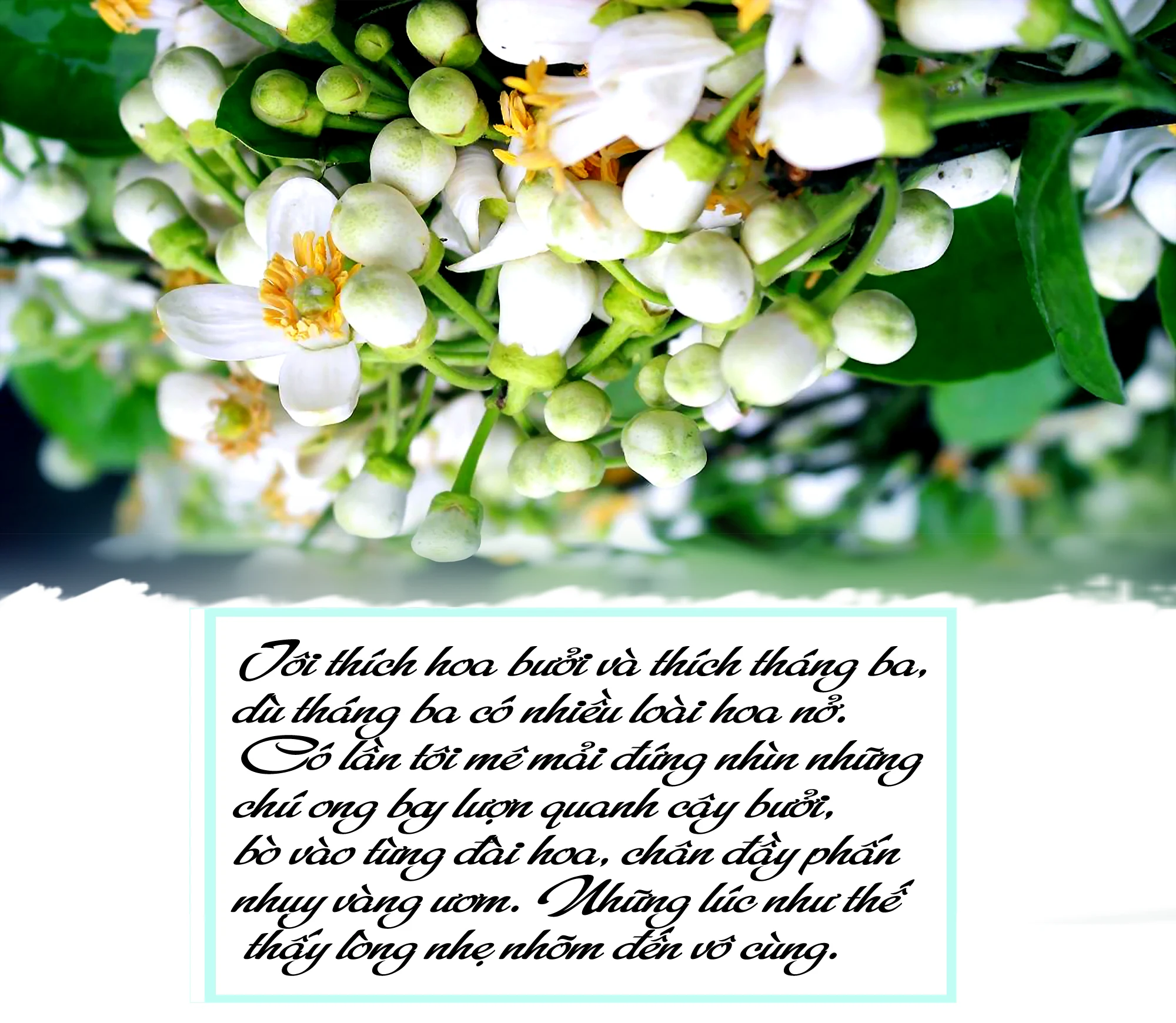 Ký ức mùa hoa bưởi