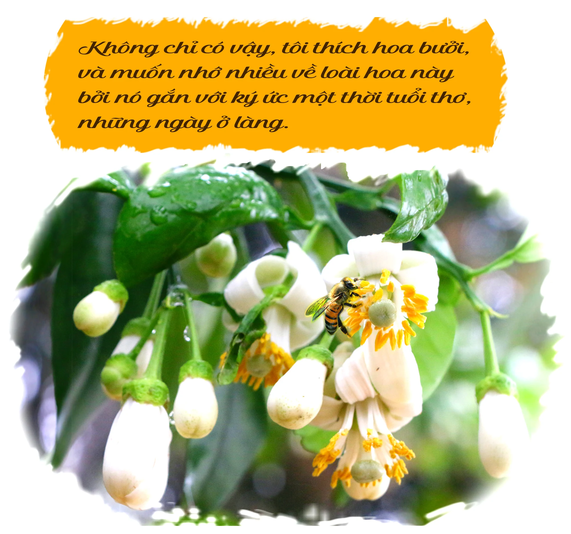 Ký ức mùa hoa bưởi