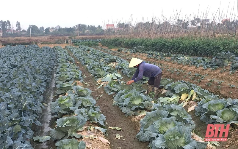 Bảo đảm cung cầu hàng hóa, bình ổn thị trường dịp tết