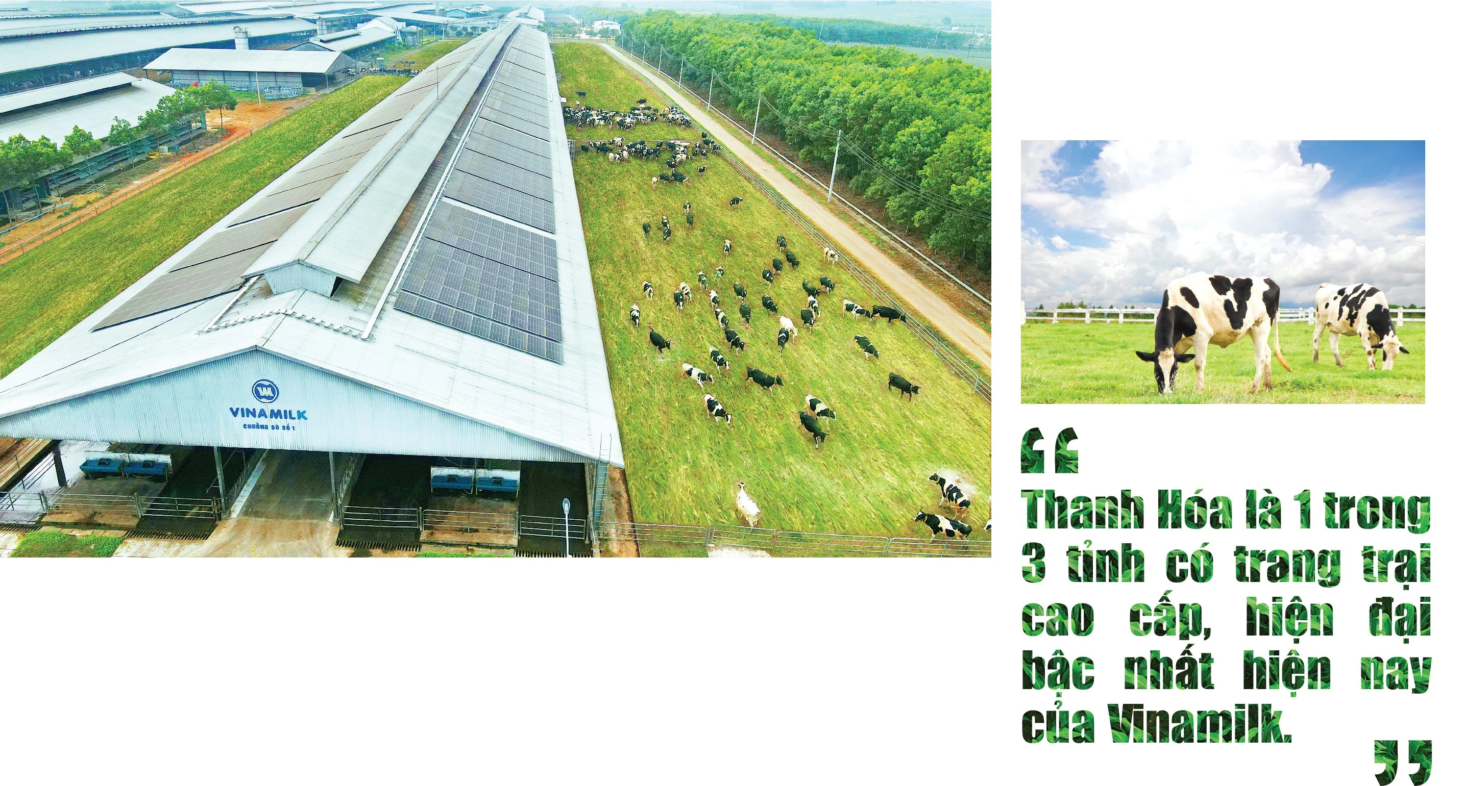 [E-Magazine] - Trang trại sinh thái Vinamilk Green Farm tại Thanh Hóa: Hướng đến nền nông nghiệp xanh, nông nghiệp của tương lai