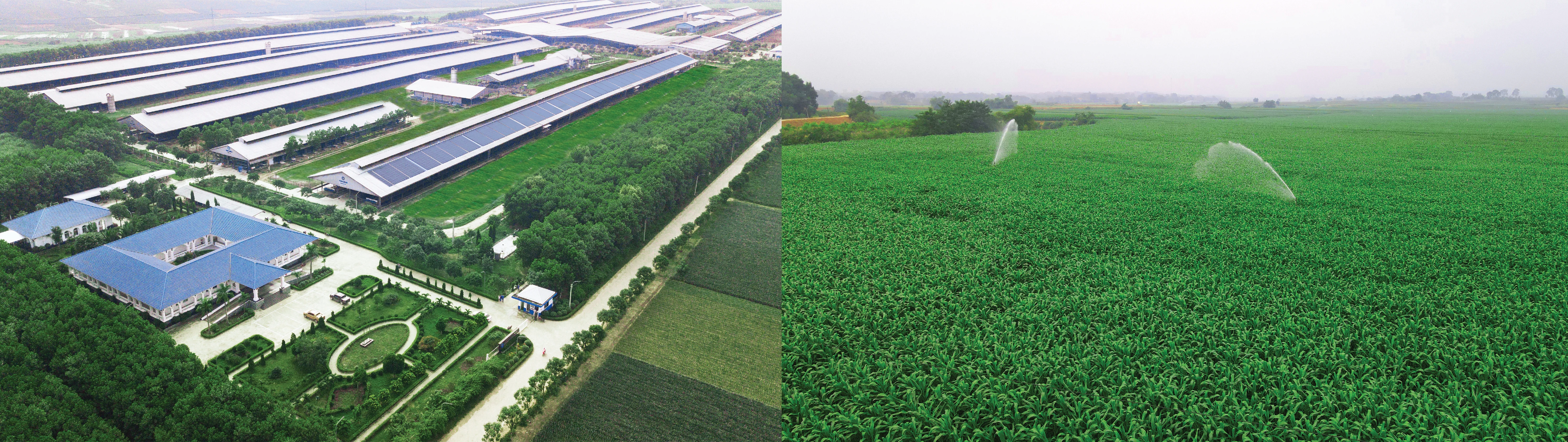 [E-Magazine] - Trang trại sinh thái Vinamilk Green Farm tại Thanh Hóa: Hướng đến nền nông nghiệp xanh, nông nghiệp của tương lai