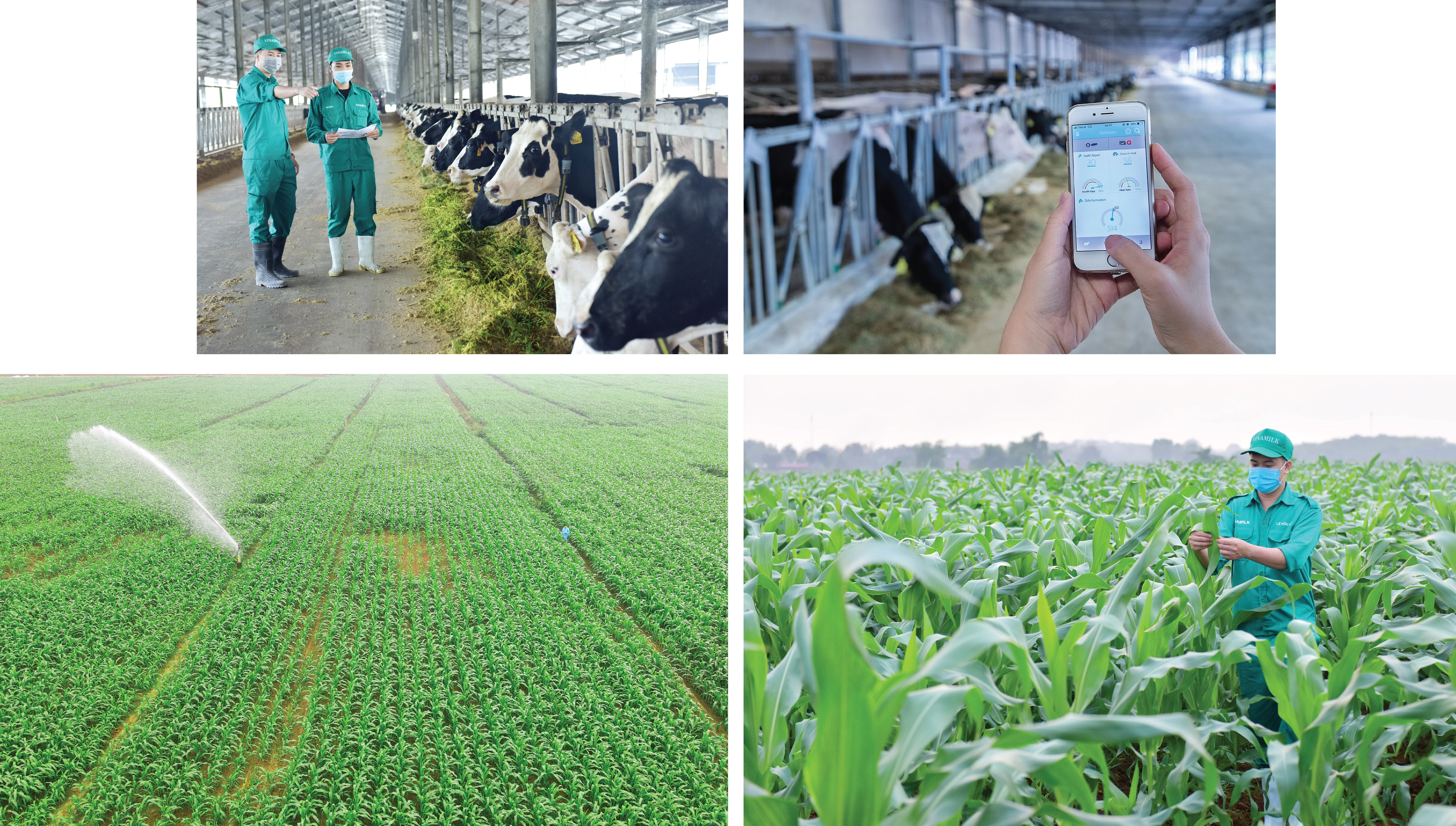 [E-Magazine] - Trang trại sinh thái Vinamilk Green Farm tại Thanh Hóa: Hướng đến nền nông nghiệp xanh, nông nghiệp của tương lai