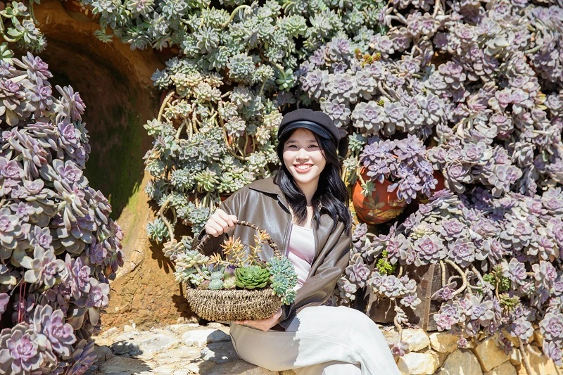 Fansipan rực rỡ sắc màu lễ hội hoa sen đá, giá vé cáp treo chỉ còn 550.000 đồng