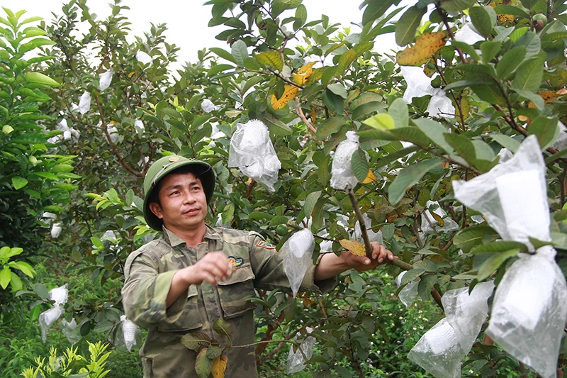 Gương nông dân tiêu biểu