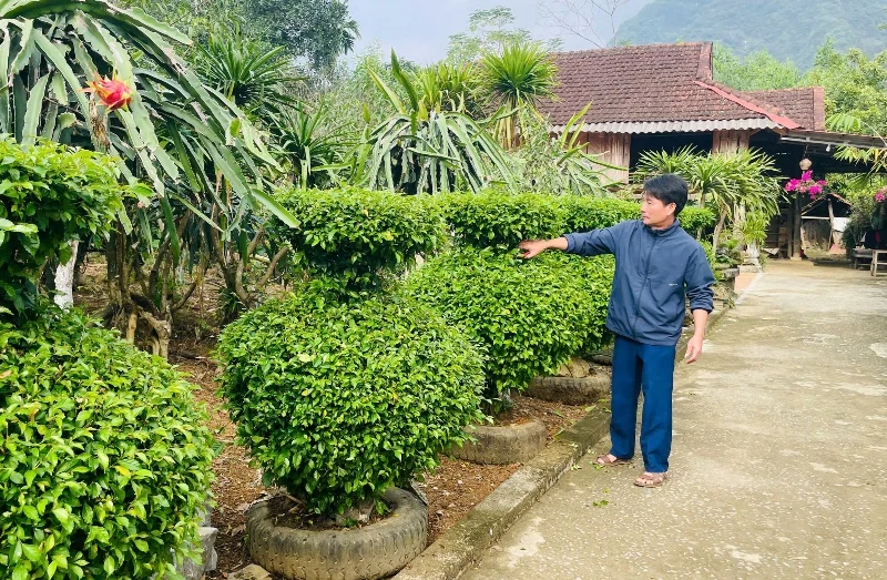 Thỏa mắt với hàng rào xanh ở huyện miền núi Ngọc Lặc