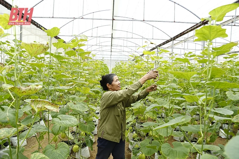 Ứng dụng khoa học - công nghệ, hình thành các mô hình nông nghiệp có giá trị kinh tế cao