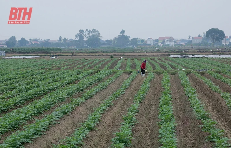 Hiệu quả liên kết sản xuất bao tiêu sản phẩm khoai tây vụ đông