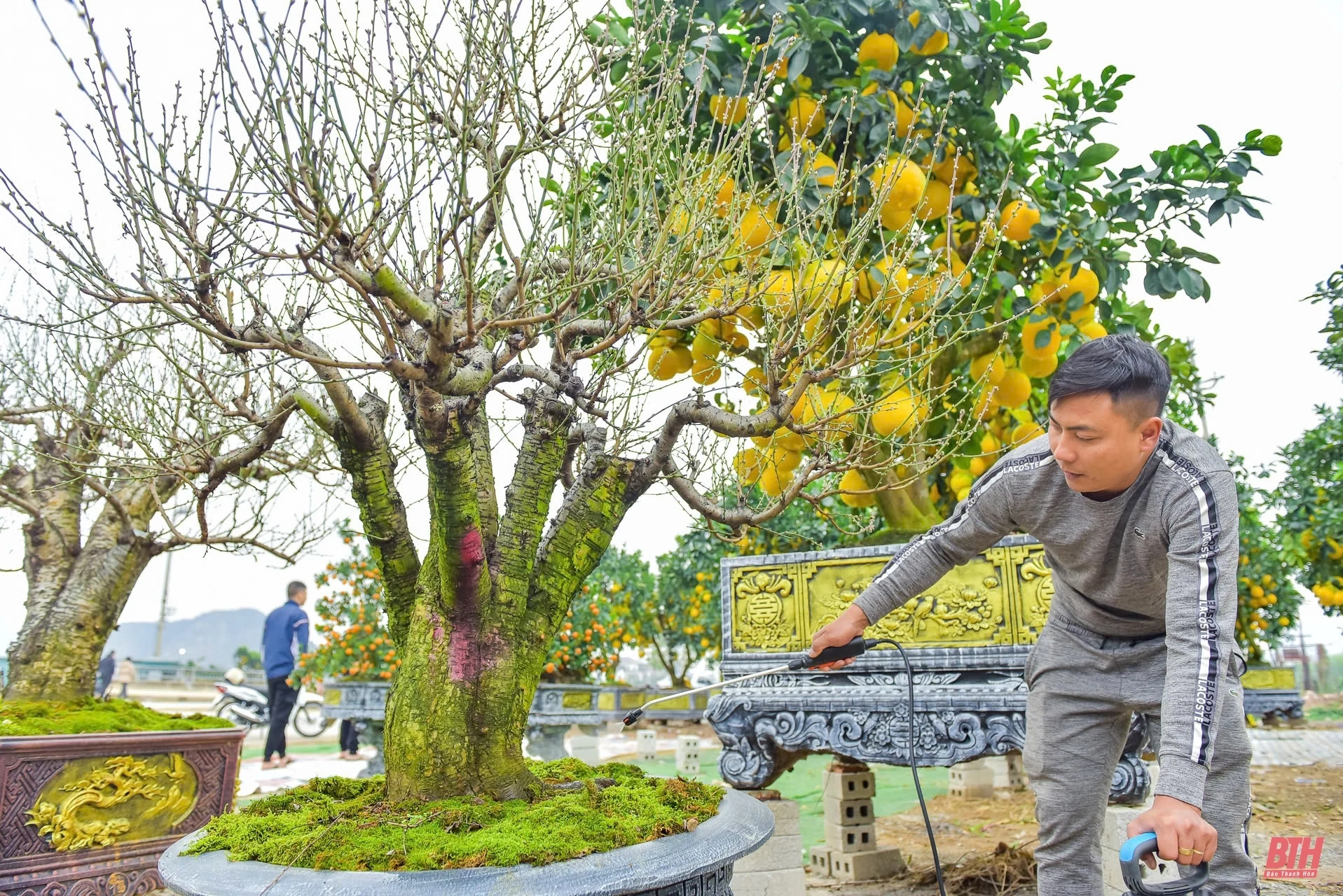 Đào thế, bưởi cảnh về phố đón Tết sớm