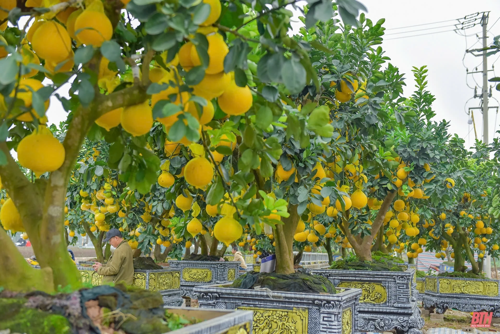 Đào thế, bưởi cảnh về phố đón Tết sớm