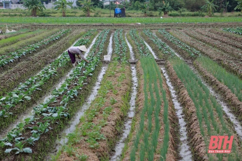 Tập trung sản xuất nông nghiệp trước, trong và sau Tết Nguyên đán Ất Tỵ