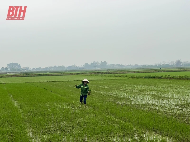 Sản xuất lúa gạo chất lượng cao