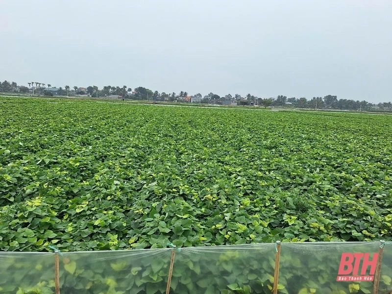 Thầy giáo đam mê đồng ruộng, viết ước mơ xanh