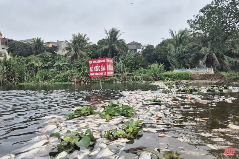 Khẩn trương tìm nguyên nhân cá chết bất thường ở suối Cổ Đam