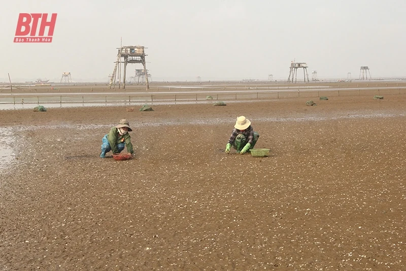 Nâng cao hiệu quả trong nuôi ngao