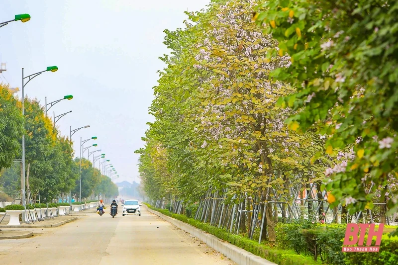 Hoa ban Điện Biên khoe sắc giữa lòng TP Thanh Hóa