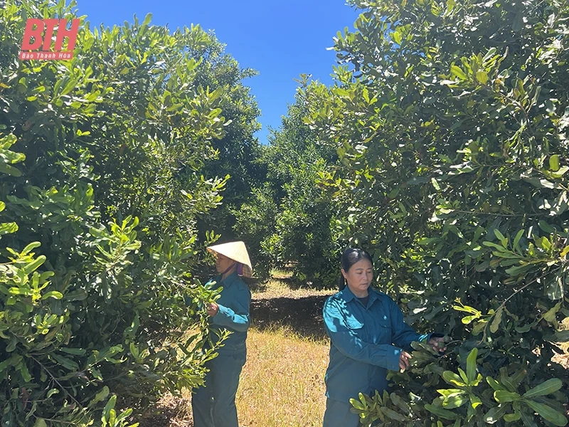 Mở rộng diện tích trồng cây ăn quả